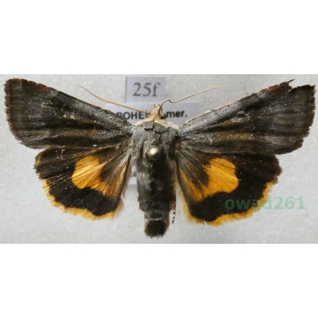 Noctua janthina Denis & Schiffermüller, 1775 Rolnica przepaska Czech25f